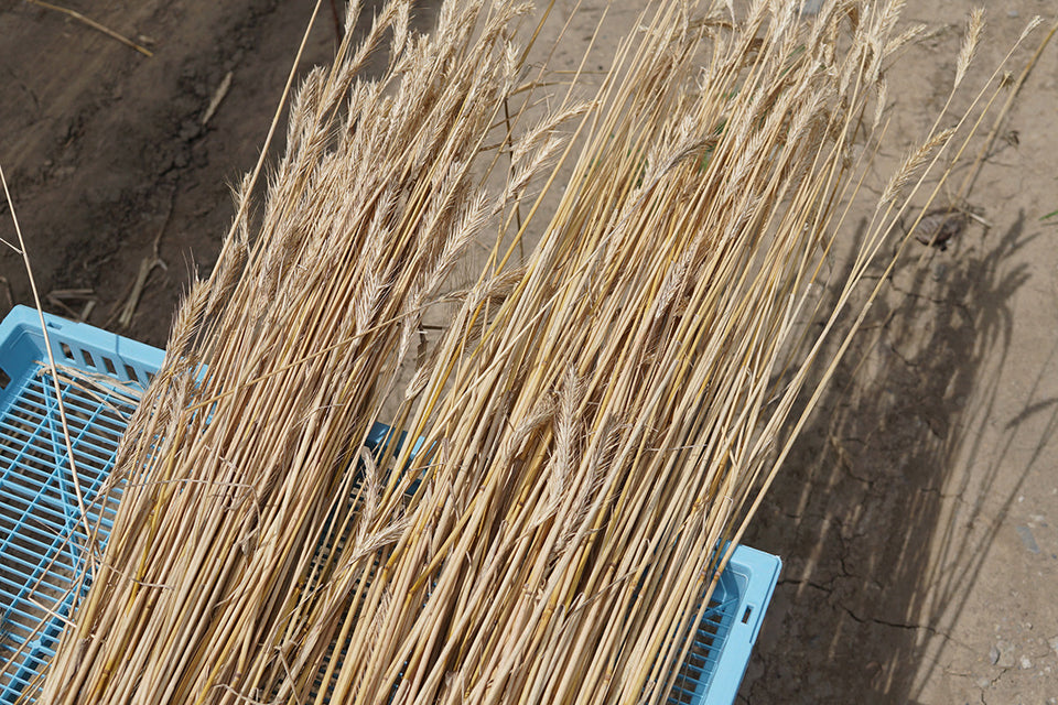 Pia Miyashiki / ピア宮敷