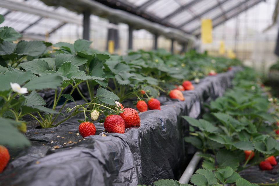 Ochi Farm / 大地農園