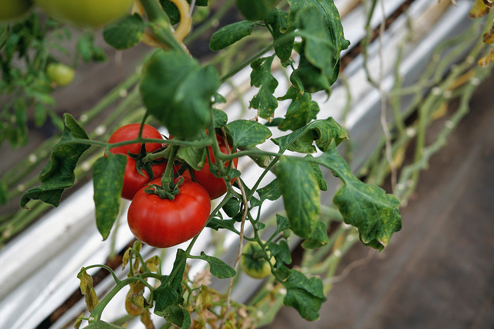 FARM YARD Ishino / FARM YARD いしの