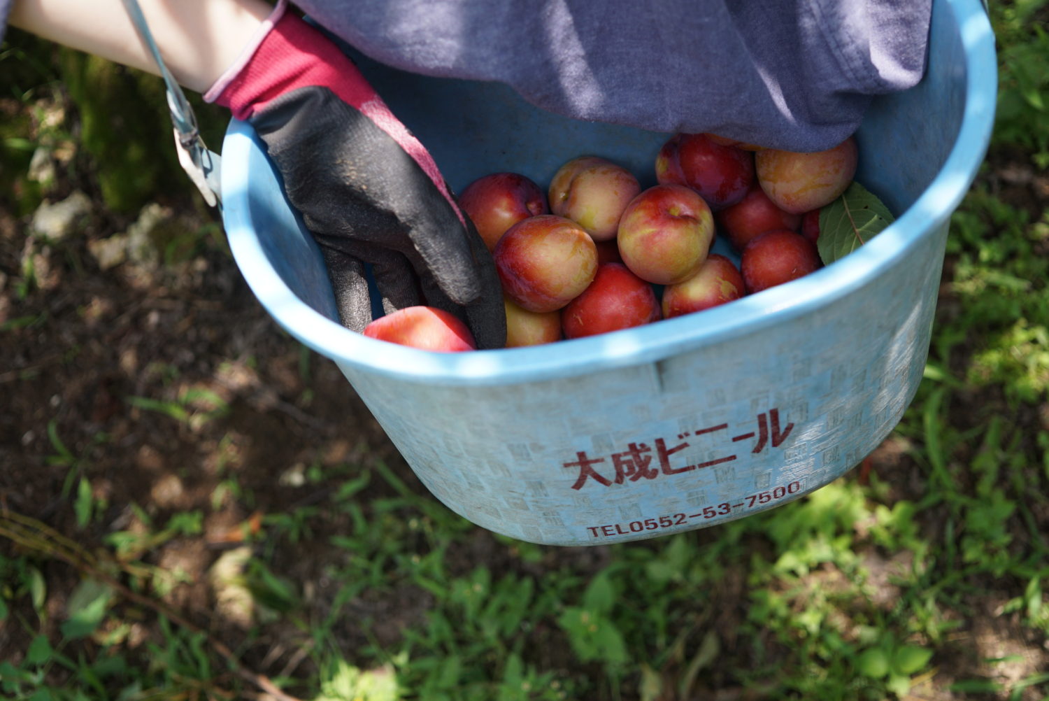 017-21 SUMOMO PLUM – mitosaya botanical distillery